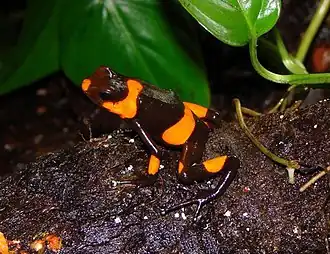 alternativní popis obrázku chybí