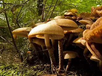 alternativní popis obrázku chybí