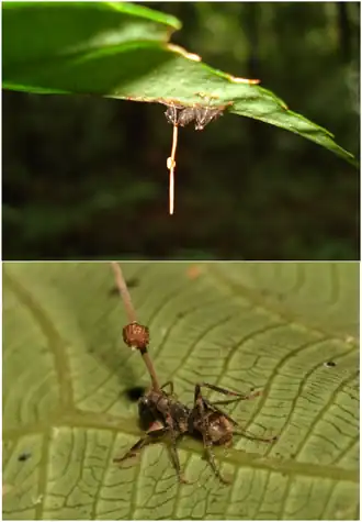 mravenec, z něhož vyrůstá plodnice houby Ophiocordyceps unilateralis