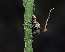 Mravenec infikovaný Ophiocordyceps unilateralis