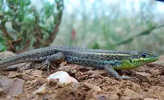 alternativní popis obrázku chybí