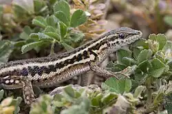 Hadiočko úhledné v Turecku