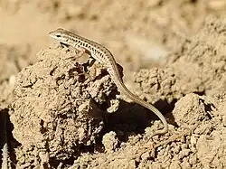 Hadiočko úhledné na ostrově Kos