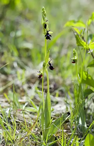 alternativní popis obrázku chybí
