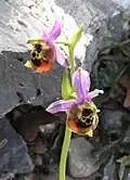 Ophrys holoserica subsp. maxima