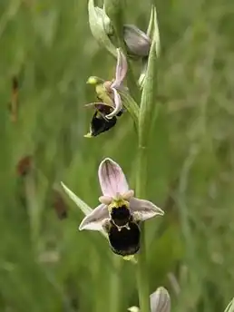 alternativní popis obrázku chybí