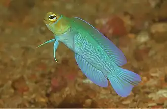 alternativní popis obrázku chybí