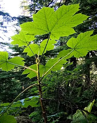 alternativní popis obrázku chybí