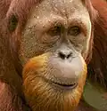 Orangutan sumaterský