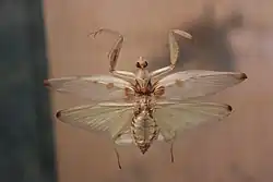 Okřídlená samička