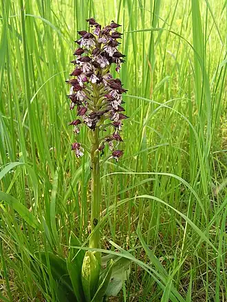 alternativní popis obrázku chybí