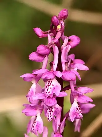 alternativní popis obrázku chybí