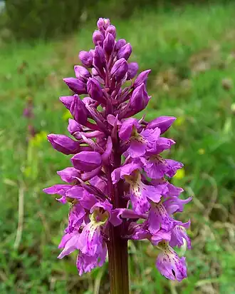 alternativní popis obrázku chybí