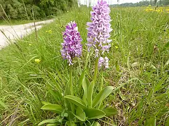 alternativní popis obrázku chybí