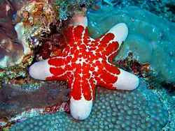 Široká ramena se zakulacenými konci (Choriaster granulatus)