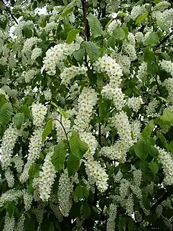 Detail rozkvetlé koruny