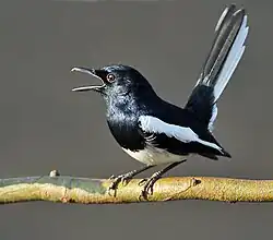 alternativní popis obrázku chybí