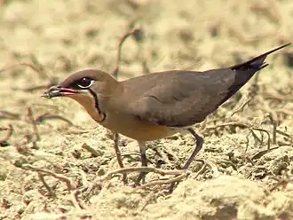 Ouhorlík s potravou v zobáku