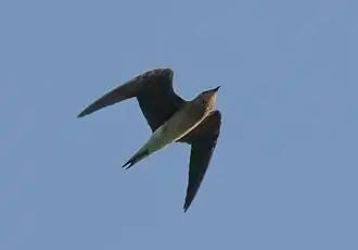 V letu s patrnými špičatými křídly