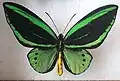 Ornithoptera priamus