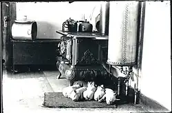 Opuštěná prasátka