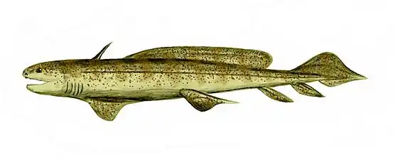 Orthacanthus, velký (až třímetrový) zástupce řádu Xenacanthiformes