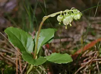 alternativní popis obrázku chybí