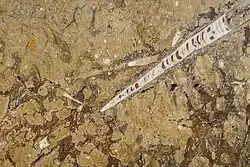 Zkameněliny rodu Orthocera (Sahara; Maroko)