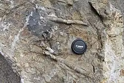 Vápenec v geoparku, botanická zahrada na Albertově, Praha