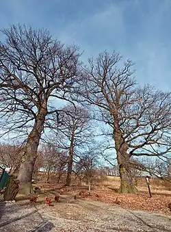 Ortvínovické památné duby