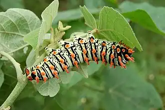 Housenka martináče Rothschildia lutea na Croton urucurana