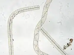 alternativní popis obrázku chybí