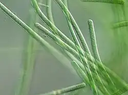 alternativní popis obrázku chybí