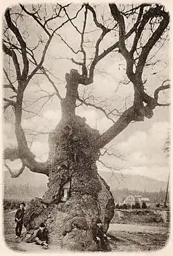 Tisíciletý dub v Oseku