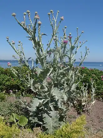 alternativní popis obrázku chybí