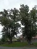 Památné stromy: dvě lípy malolisté