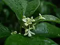 Kvítky vonokvětky Osmanthus fragrans