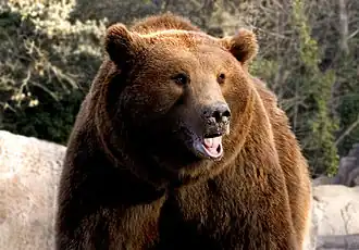 Ursus arctos pyrenaicus