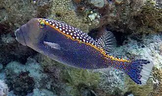 alternativní popis obrázku chybí