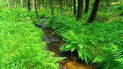 Bělá těsně za českými hranicemi.