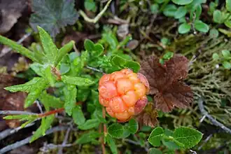 alternativní popis obrázku chybí