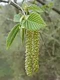 Samčí květenství habrovce habrolistého (Ostrya carpinifolia)