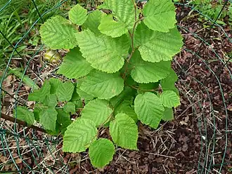 alternativní popis obrázku chybí