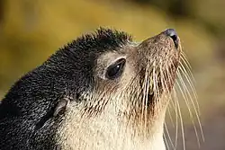 Fotografie hlavy samce. Uši jsou špičaté a černě zakončené, oči tmavé a podlouhlé, vibrisy světlé a přední část obličeje krémová, za očima začíná tmavá srst