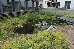 Mokřad, malá kořenová čistírna šedé vody z kuchyně