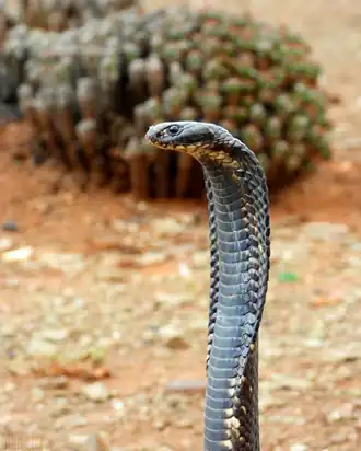 alternativní popis obrázku chybí