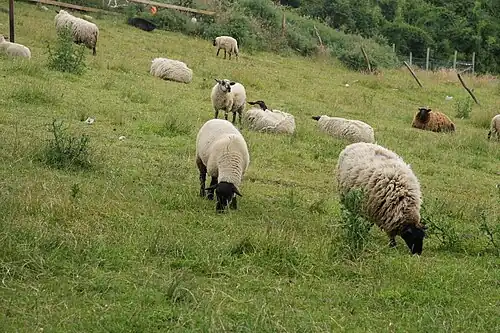 Pasoucí se ovce mezi Quinchaem a Achaem