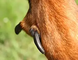 dvojitý paspárek beaucerona