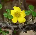 Květ Oxalis gigantea