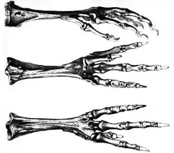 Tři černobílé kresby kostry končetiny dronta umístěné nad sebou – z boku končetiny, zespodu a nakonec seshora